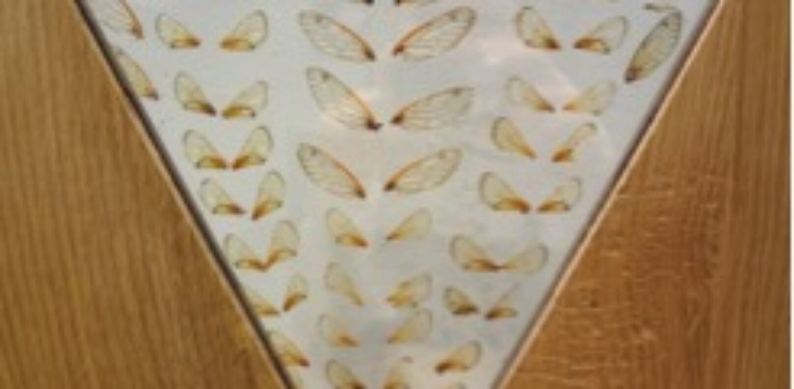 “Traces Remain”, 2013. (Oak, plexi, cicada wings)